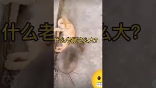 傻眼貓咪#貓咪傻眼