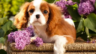 A Royal History The Origin and Heritage of Cavalier King Charles Spaniels