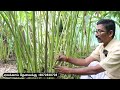 லட்சங்களில் வருமானம் தரும் ஏலக்காய் cardamom processing and value addition in tamil cardamom