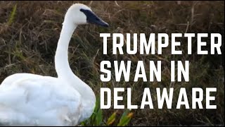 Lost trumpeter swans in Bombay Hook National Wildlife Refuge