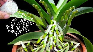 Place under each orchid pot! Instantly grows and blooms like crazy