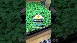 INDOOR FARMER // MICROGREENS IN THE GROWLIGHT GARDEN