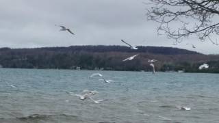 Seagulls Paying In The Wind and Waves of Crystal Lake