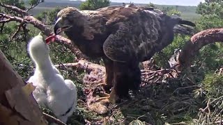 Kaljukotkas::Golden Eagle~ Helju brings part of hare \u0026 feeding her eaglet~3:24 p.m.  2024/05/20