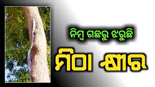 ନିମ୍ବ ଗଛରୁ ଝରୁଛି ମିଠା କ୍ଷୀର । ଅଲୌକିକ ଶକ୍ତିର ଚମତ୍କାର । BE News Odisha । Balasore Express News ।।