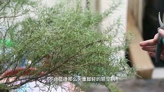 迷迭香怎么修剪？园艺师教你，迷迭香的详细修剪技巧