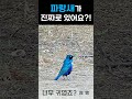 동화 속 파랑새가 진짜로 있어요