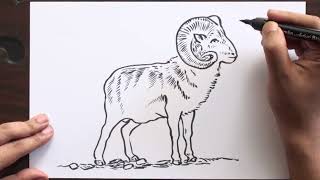 How to Draw Mountain Goat Easy./ Mountain Goat Drawing.