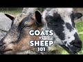 Goats vs Sheep 101