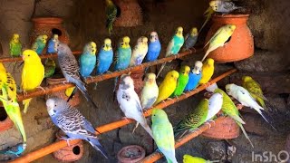 Happy Budgie sounds | Budgie sound for lonely Budgie birds | Australian Budgie parrot sound