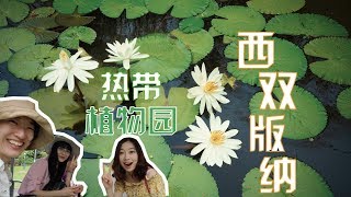 Yunnan Vlog6 一部手机游云南：在西双版纳热带植物园赏花、识花，跳舞草真的会跳舞，人民币原来是用这种植物做的！