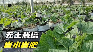 无土栽培省水省肥，但不能乱用，更不能用于土壤栽培