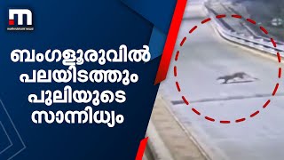 ബംഗളൂരുവില്‍ പലയിടത്തും പുലിയുടെ സാന്നിധ്യം; ജനം ആശങ്കയില്‍ | Mathrubhumi News