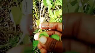 இந்த விவசாயத்தைப் பத்தி வீடியோ #விவசாயம் #vivasaye #agriculture #youtubeshorts