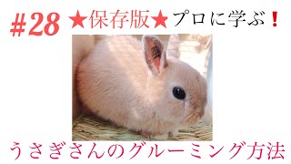 #28 ★保存版★プロに学ぶ！うさぎさんのグルーミング方法！【うさぎ】