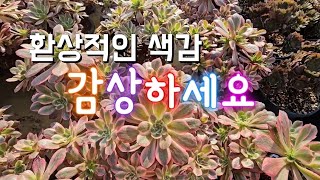 봄이 오는 느낌 에오니엄 감상 할께요