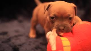 FEMALE POCKET AMERICAN BULLY PUPPY FOR SALE \