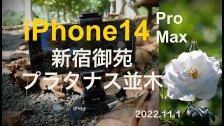 【iPhone14 Pro Maxカメラで撮る⑤】色づく新宿御苑のプラタナス並木を撮る 4K