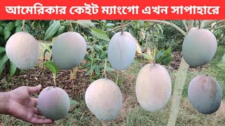 আমেরিকান কেইট ম্যাংগো চাষ হচ্ছে সাপাহারে ।।American Keitt Mango Cultivation in Sapahar