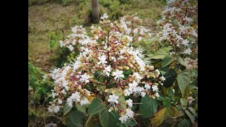 ভাট ফুল বা বনজুঁই | Clerodendrum infortunatum