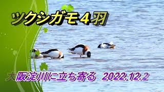 冬鳥ツクシガモ大阪淀川に立ち寄る2022年12月25日