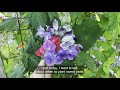 When to Plant Sweet Peas