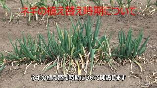 ネギの植え替え時期について　23/04/08 Vol.3757