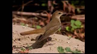 chant rossignol philomèle ( nature, relaxing, écolage)