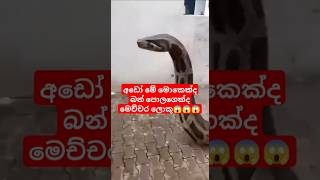 බුදු අම්බෝ 😱#bigsize #animals #new #සිංහලහඩකැවූ #funny