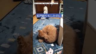 高齢犬の日常🐶また病院になりそうです……例のスリスリ……肛門線ではないよう#シニア犬 #トイプードル #でかプー #テディベア #