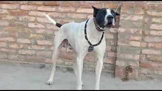 Pakistani bully dog with price and number | kohati gultair dogs market