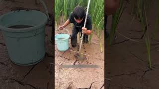 The Mystery Beneath the Holes in the Soil of the Field #fishing