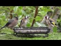 relaxing summer birds video birdsong and sounds