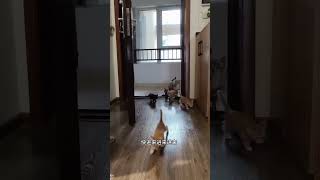 它来了，它来了，带着一家人来蹭饭来了#curiosity #cat  #yun #catvideo #perte #catsoftiktok #上热门要流量 #猫咪 #萌宠出道计划 #生活记录