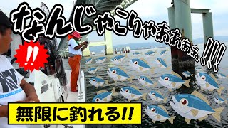 【爆釣】近くの橋の下でサビキを落としたら青物が無限に釣れた！！