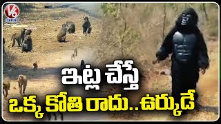 Man Dressed As Gorilla To Flee Back Monkeys Into The Forest  Bhadradri Kothagudem | V6