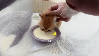 这智商以后就告别盆盆奶了#萌宠出道计划 #铲屎官的乐趣 #猫咪的迷惑行为 #抖音双11百大萌主