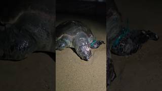 பார்க்கவே மனசு ரொம்ப கஷ்டமா இருக்கு😔😊#sujan #kavijegan #familyvlog #emotional #bigturtle #turtle