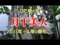 「月下美人」今年４回咲きました