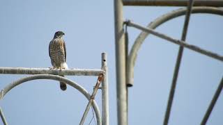 20200316 水萍塭公園鳳頭蒼鷹 2 – 鷹架上的老鷹