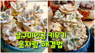 살구미인금 건강하게 키우기, 웃자람이 있는 다육이 물관리와 이중적심 ㅎ 예쁜 아이들 구경까지 ㅎ