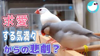 求愛する気満々の文鳥男子に魔の手が忍び寄る！？