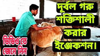 দূর্বল গরু শক্তিশালী করার ইঞ্জেকশন ও চিকিৎসা।।