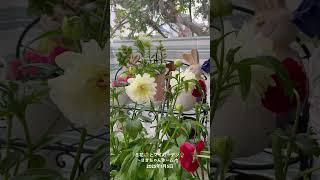 【HD動画】2025年1月5日  冬の花が咲いています。 #flowers #garden #癒し#自然 #naturelovers #薔薇は美しく散る #ばらの花 #rosegarden