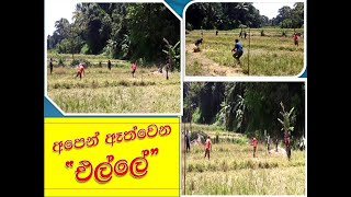 #එල්ලේ මැච් #Elle_Sports #මඩෙ ගත්තු ෆන් එක #දොරණෑගම කොල්ලෝ