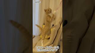 ソファーで遊びまくる子猫が可愛すぎる件 #shorts #子猫 #cat