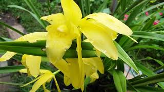 Cymbidium golden elf - fragrant cymbidum - Cymbidium orchid