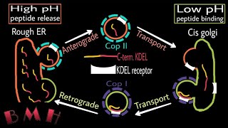 Protein Transport From ER To Golgi | Anterograde And Retrograde Transport | KDEL Sequence   Part2|