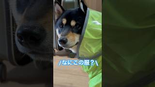 雨の日もお散歩行けるように雨合羽デビューした、まろ。#黒柴#柴犬#shibainu#お散歩