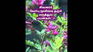 சிவனார் வேம்பு மூலிகையின் மருத்துவ பயன்கள் #healthbenefits #healthtip #herbal